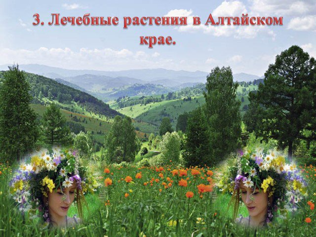 Алтайский Край Где Можно Купить Лекарственные Травы