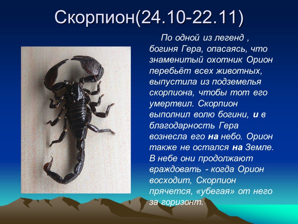 Скорпион Какое Животное По Гороскопу