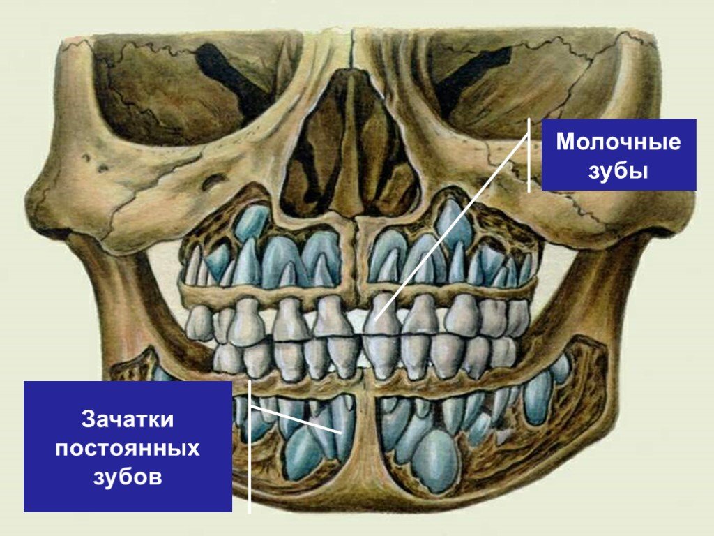 Коренные зубы картинки