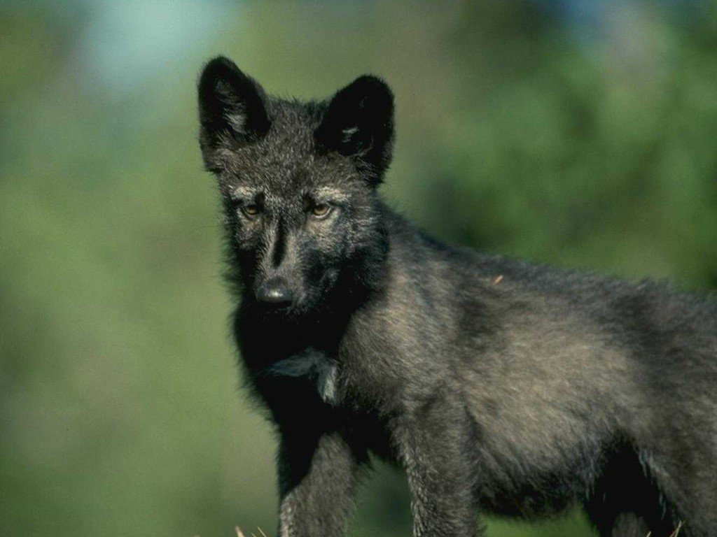 Полосатый волк фото