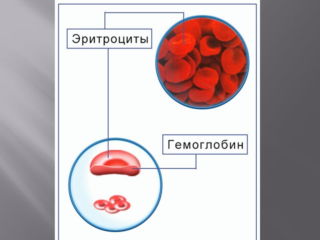 Эритроциты в крови рисунок