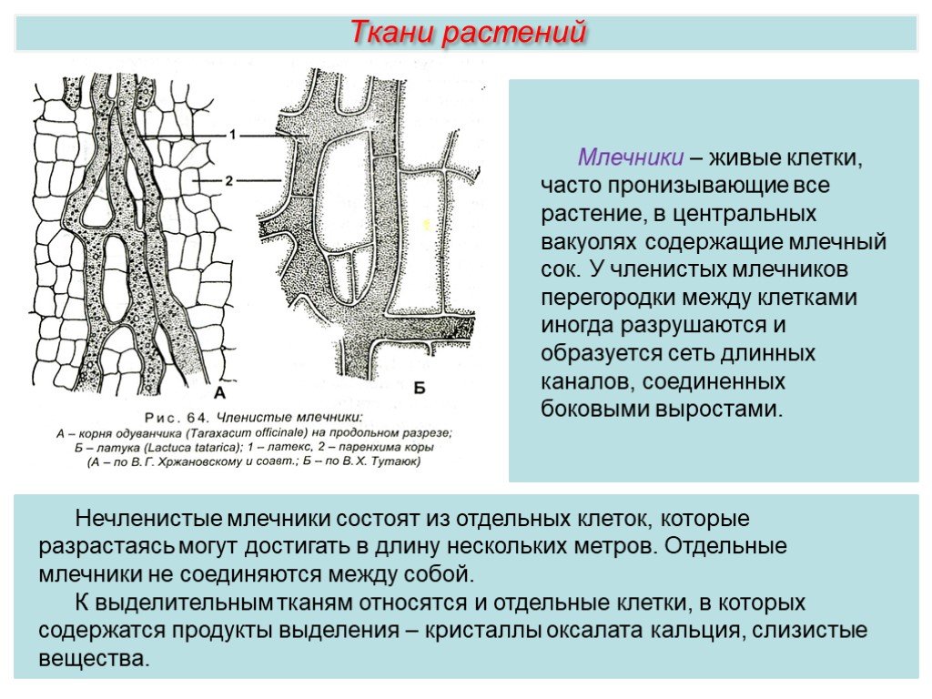 Выделительная ткань растений рисунок