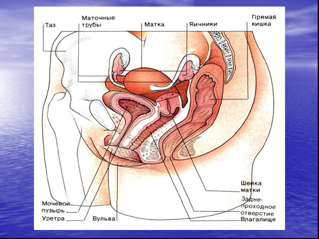 Репродуктивная система женщин картинки