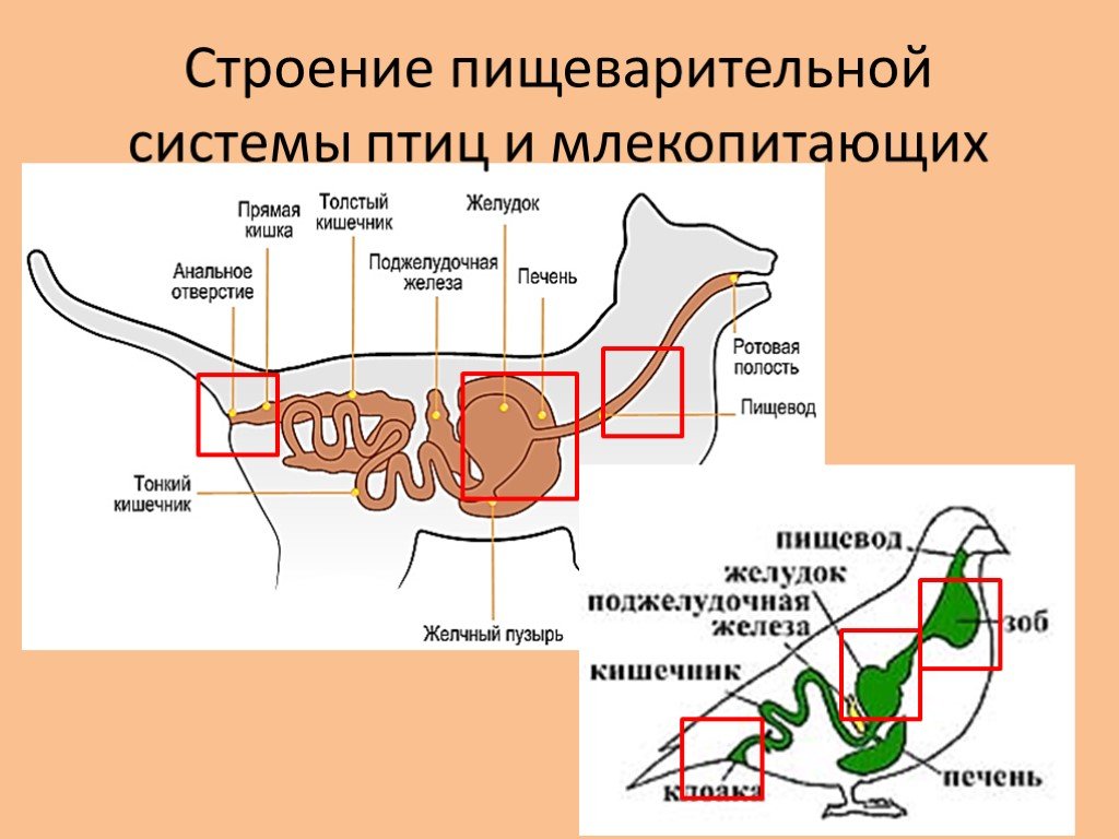 Схема строения пищеварительной системы птиц