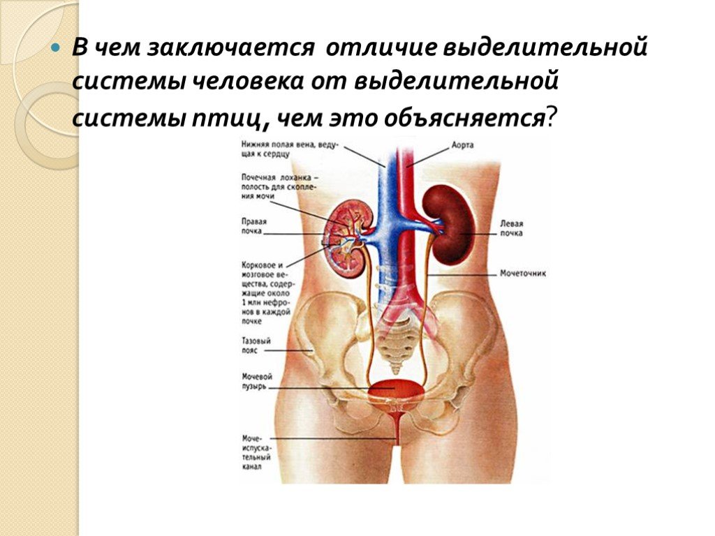 Где находятся почки у человека картинка