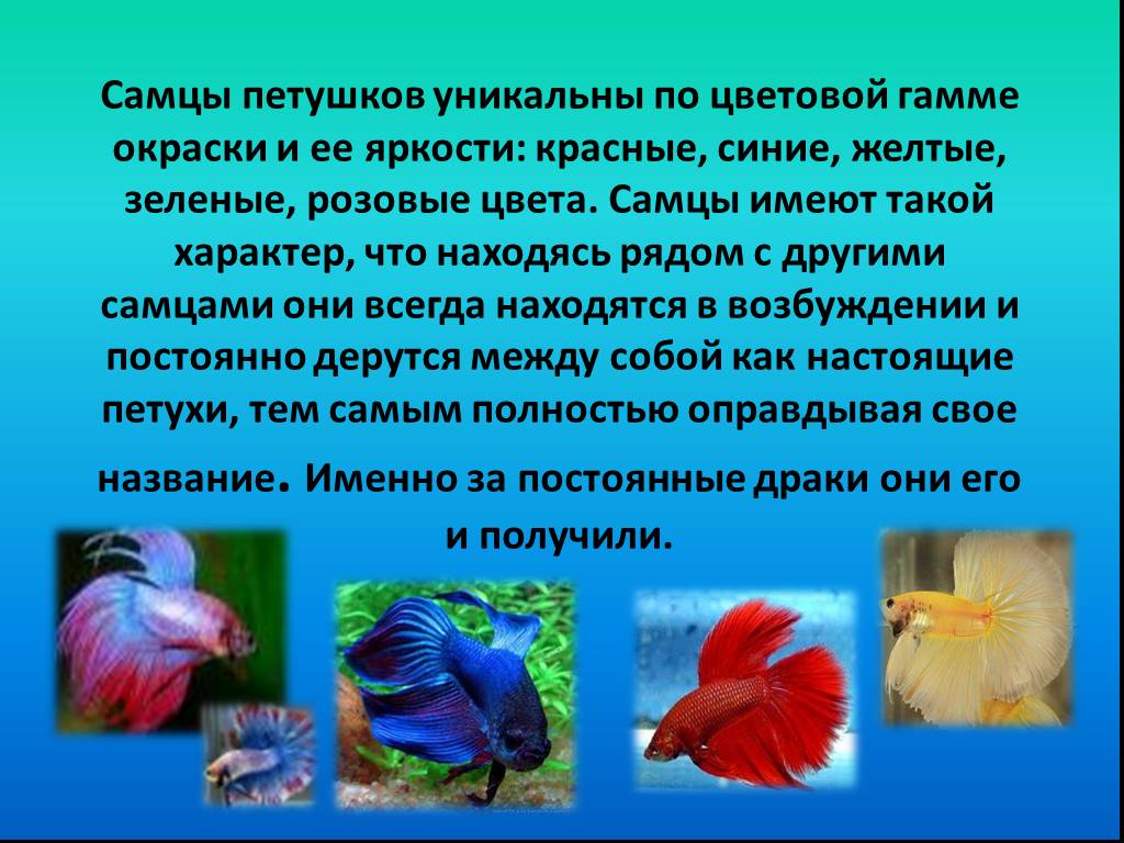 Рыба Петух Гороскоп Женский