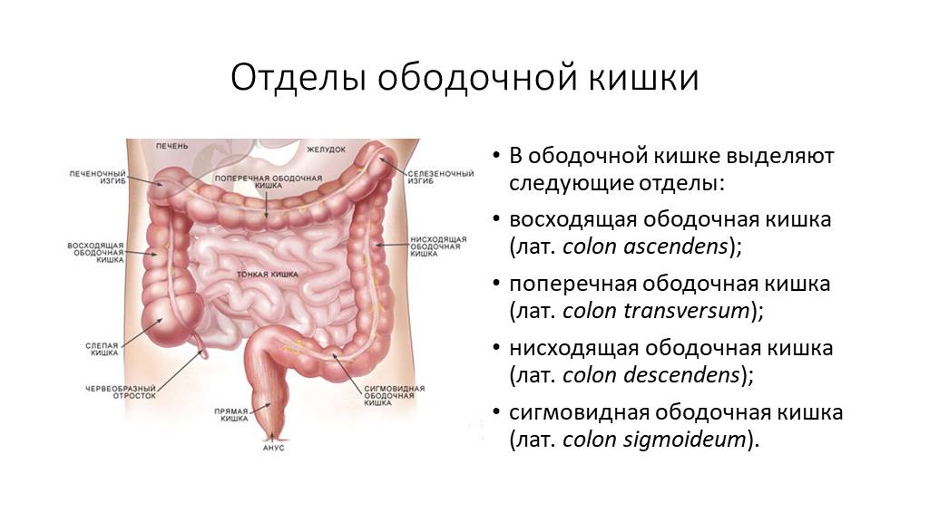 Строение кишечника у женщин схема с названиями фото и названия