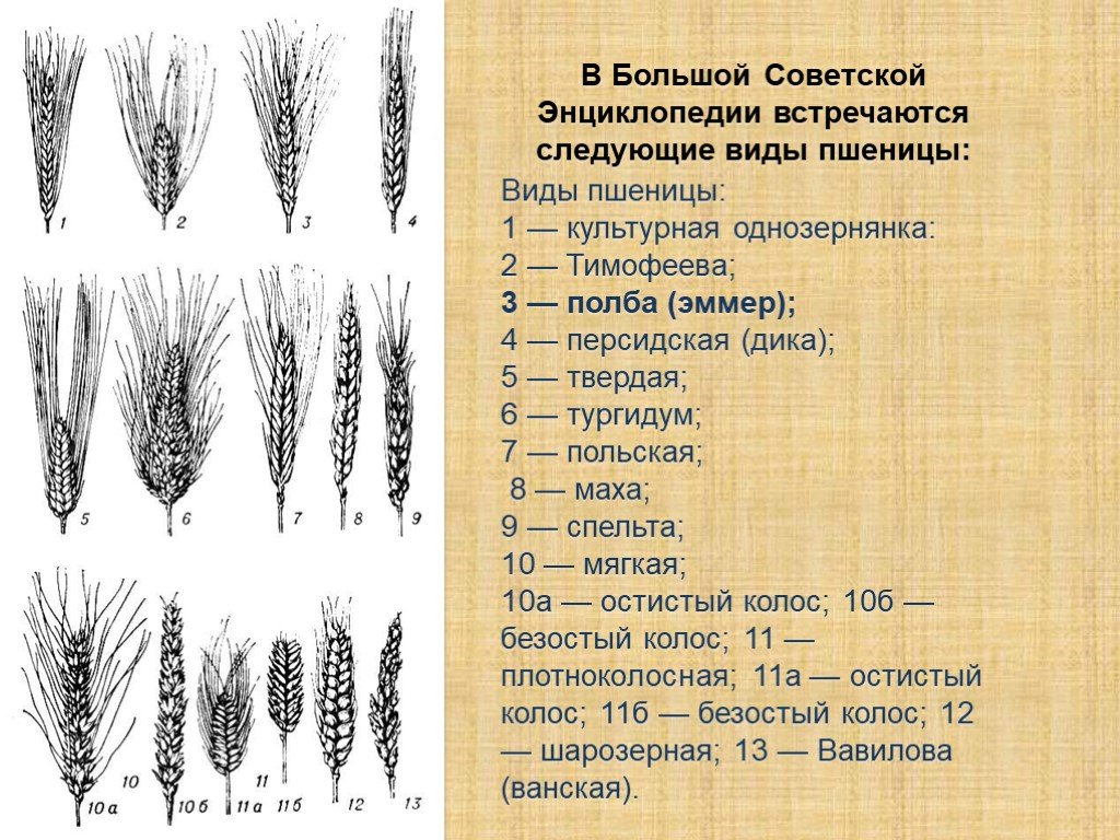 У пшеницы плотный колос a доминирует над рыхлым a установи соответствие между схемой скрещивания