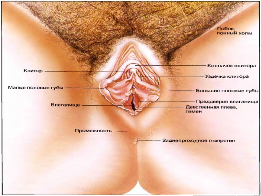 Anatomy of a womans vagina
