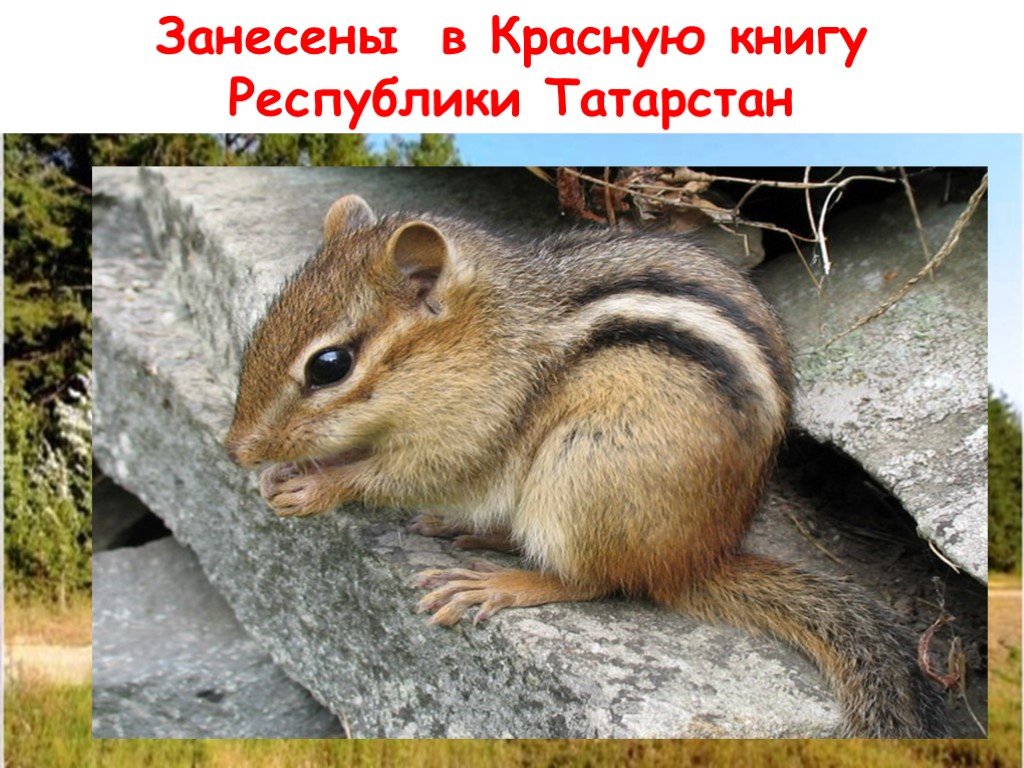 Красная книга татарстана животные и растения фото и описание