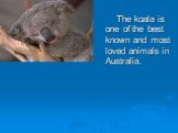 The koala is one of the best known and most loved animals in australia
