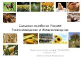 Сельское хозяйство России: растениеводство и животноводство