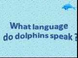 What language do dolphins speak