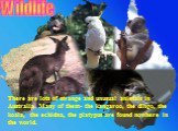 Wildlife. There are lots of strange and unusual animals in Australia. Many of them- the kangaroo, the dingo, the koala, the echidna, the platypus are found nowhere in the world.