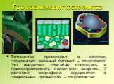 Где происходит фотосинтез. Фотосинтез происходит в клетках, содержащих зелёный пигмент – хлорофилл. Это вещество способно поглощать и трансформировать солнечную энергию. У растений хлорофилл содержится в специальных органеллах – хлоропластах.