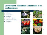 Соотнесите названия растений и их изображения. 1. белена 2. картофель 3. дурман 4. паслён чёрный 5. болгарский перец 6. томаты. а б в г д е