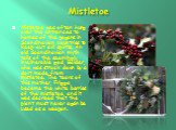 Mistletoe. Mistletoe was often hung over the entrances to homes of the pagans in Scandinavian countries to keep out evil spirits. An old Scandinavian myth tells of the seemingly invulnerable god, Balder, who was struck down by a dart made from mistletoe. The tears of this mother, Frigga, became the 