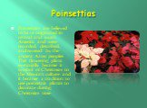 Poinsettias. Poinsettias are believed to have originated in central and south America and were recorded, described, and revered by the ancient Aztec peoples. This flowering plant eventually became a symbol of Christmas to the Mexican culture and it became  a tradition to use poinsettia plants to dec