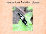 Insects look for hiding places.