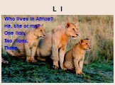 L l. Who lives in Africa? He, she or me? One lion, Two lions, Three…