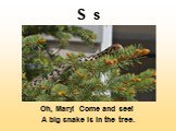 S s. Oh, Mary! Come and see! A big snake is in the tree.