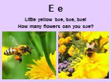 E e. Little yellow bee, bee, bee! How many flowers can you see?