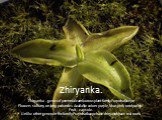 Zhiryanka. Zhiryanka - genus of perennial carnivorous plant familyPuzyrchatkovye. Flowers solitary, on long peduncles. Available colors: purple, blue, pink, rarely white. Fruit - capsule. Unlike other genera in the family Puzyrchatkovye have zhiryanokhave real roots.