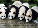 Panda. Most panda, bamboo, or a bear - a mammal family of bear with a distinctive black and white coloring hair, which has some signs ofraccoons. Giant pandas live in the mountainous regions of central China: Sichuan and Tibet. In the second half of XX century pandabecame something of a national emb