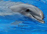 Dolphins . Dolphins, or dolphins - a family of mammals of the order Cetacea,suborder Odontoceti. The history. Fisherman rescued Ronnie Debela flock of dolphins. Ronnie went fishing in bad weather, resulting in his boat capsized, and healmost threatened to death. But suddenly a flock of dolphins, whi