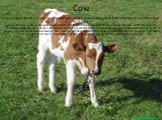 Cow. Cow - female of domestic ox, domesticated subspecies of the wild bull, a cloven-hoofed ruminant bovids family. Bred for meat,milk and hides. The history. Janice Wolf has worked in the pasture, when her 11-month-oldcalf Vatusi suddenly turned and blocked her path. At first shecould not understan