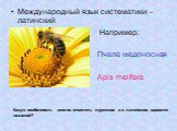 Международный язык систематики – латинский Например: Пчела медоносная Apis melifera. Какую особенность можно отметить и русском и в латинском варианте названий?