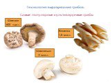 Технология выращивания грибов. Самые популярные культивируемые грибы. Вешенка 1,5 млн.т. Шампиньон 2 млн.т. Шиитаке 600 тыс.т.