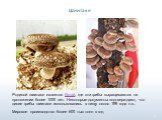 Родиной шиитаке является Китай, где эти грибы выращиваются на протяжении более 1000 лет. Некоторые документы подтверждают, что дикие грибы шиитаке использовались в пищу около 199 года н.э.. Мировое производство более 600 тыс тонн в год. Шиитаке