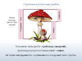 Строение шляпочных грибов. Основная часть гриба – грибница (мицелий). Грибница состоит из белых нитей – гифов. На гифах закладываются и развиваются плодовый тела – грибы. Плодовое тело Шляпка Пенек. Около месяца растет под землей