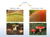 Грибы Трубчатые грибы. Пластинчатые грибы