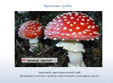 Мухомор красный. Красивый, ярко окрашенный гриб. Встречается летом и осенью в лиственный и смешанных лесах.