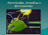 Автотрофы, способны к фотосинтезу.