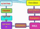 клетка органы популяция вид организм ткани биоценоз биогеоценоз биосфера