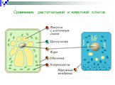 Сравнение растительной и животной клеток