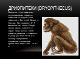 Дриопитеки (Dryopithecus). Дриопите́к — род вымерших антропоморфных приматов, известный по ряду остатков, найденных в Восточной Африке и Евразии. Жил примерно 12 - 9 миллионов лет назад. Общий предок горилл, шимпанзе и людей. Представляли собой приматов,размером с шимпанзе. В длину достигали 60 см и