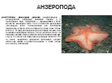 АНЗЕРОПОДА. АНЗЕРОПОДА (Anseropoda placenta) распространена у Атлантического побережья Западной Европы и в Средиземном море. Анзеропода — зарывающаяся в песок звездочка, диаметром около 10 см, отличается чрезвычайно уплощенным телом, бледно-розовая или голубоватая поверхность которого сплошь покрыта