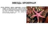 ЗВЕЗДА КРОВЯНАЯ. ЗВЕЗДА КРОВЯНАЯ (Henricia sanguinolenta) получившая название за сочную красную окраску, обычна в Арктике и северной части Атлантического океана. Питается эта звезда исключительно различными видами морских губок. При этом она может распознавать посредством хеморецепции предпочитаемые