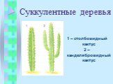 1 – столбовидный кактус 2 – канделябровидный кактус. Суккулентные деревья