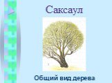 Саксаул Общий вид дерева