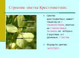 Строение цветка Крестоцветных: Цветки крестоцветных имеют чашечку из 4 чашелистиков, венчик из 4 лепестков,6 тычинок, из которых 2 короткие и 4 длинные, 1 пестик. Формула цветка: Ч4Л4Т6П1. лепесток чашелистики тычинка пестик