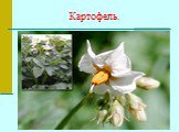 Картофель.