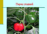 Перец сладкий.