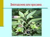 Белладонна или красавка.