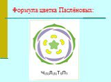 Формула цветка Паслёновых: