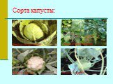 Сорта капусты: Капуста белокочанная. Капуста брюссельская. Капуста цветная Капуста кольраби